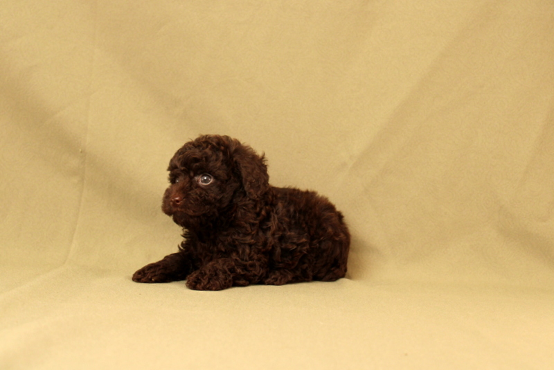 puppy, for, sale, Toy Poodle, Matthew B. Stoltzfus, dog, breeder, Gap, PA, dog-breeder, puppy-for-sale, forsale, nearby, find, puppyfind, locator, puppylocator, aca